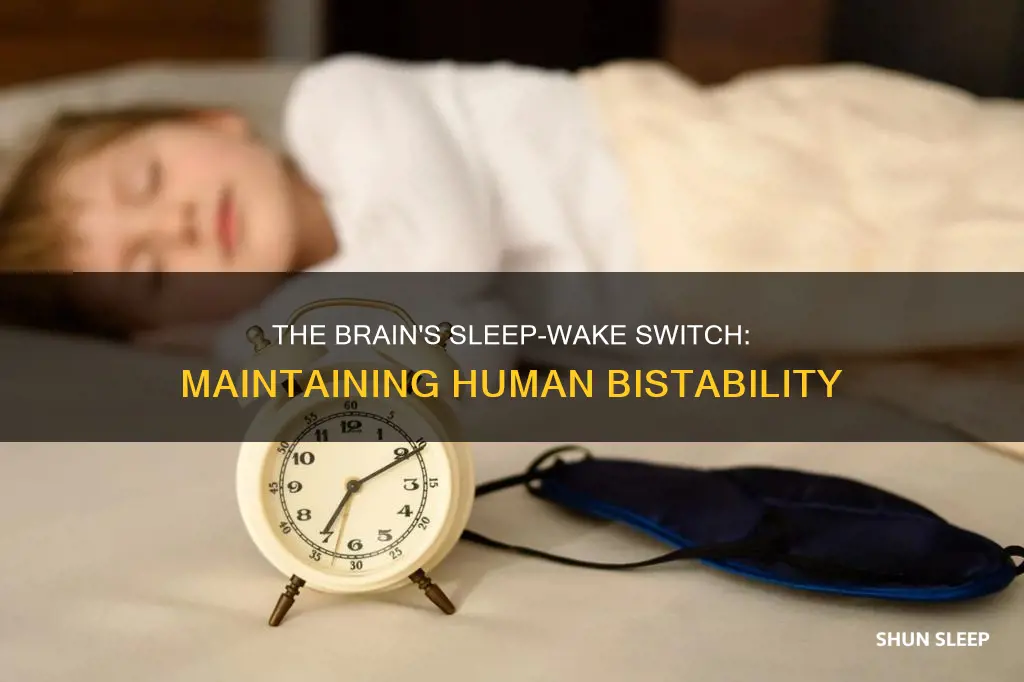 what maintains the bistable sleep-wake states in humans