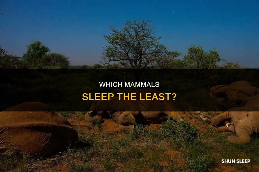 what mammal sleeps the shortest amount each day