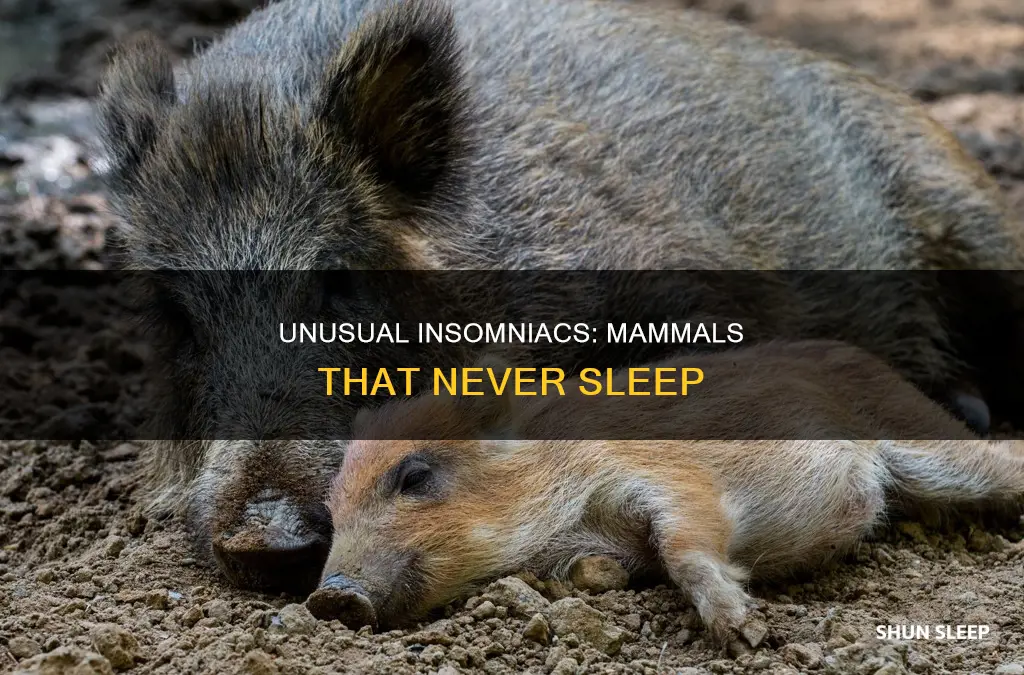 what mammals don