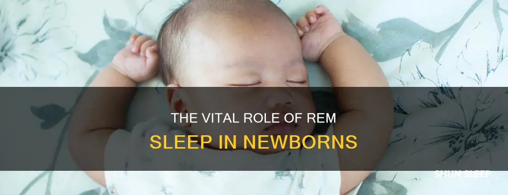 what may be a function of rem sleep in neonates