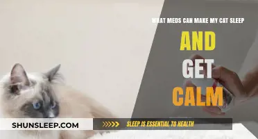 Safe Medications to Help Your Cat Relax and Sleep Peacefully