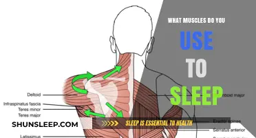 Muscles at Rest: The Science of Sleep
