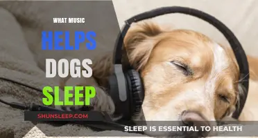 Soothing Sounds: Best Music Genres to Help Dogs Sleep Peacefully