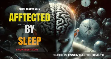 Sleep’s Impact: Which Neurons Are Affected by Rest Deprivation?