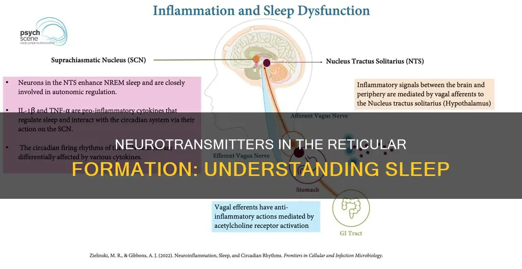 what neurotransmitters are used in the reticular formation during sleep