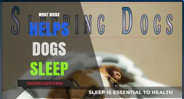 Soothing Sounds: Discover the Best Noise to Help Dogs Sleep Peacefully