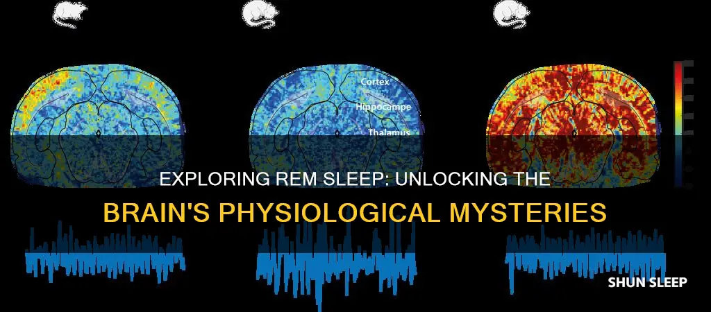 what occurs physiologically during rem sleep