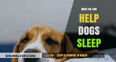 Natural Remedies: Best Oils to Help Your Dog Sleep Peacefully