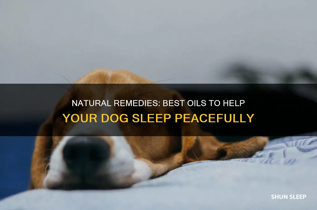 what oil can help dogs sleep