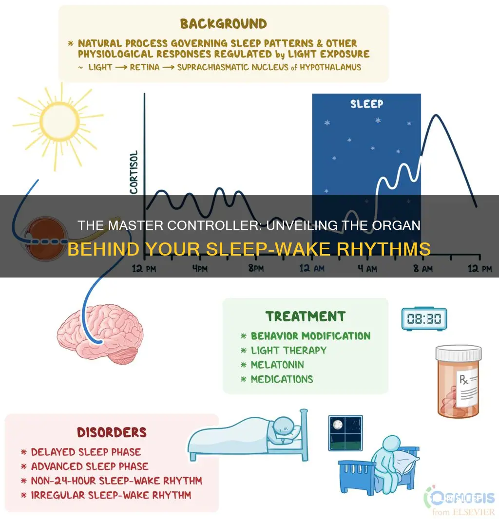 what organ secretes a hormone that country control sleep-wake cycles