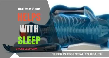 The Role of the Nervous System in Regulating Sleep Patterns