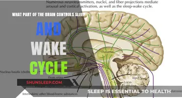 The Sleep Switch: Unlocking the Brain's Control Center