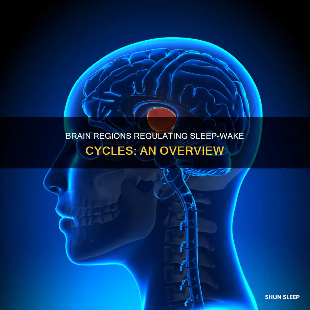what part of the brain controls sleep and wake cycle