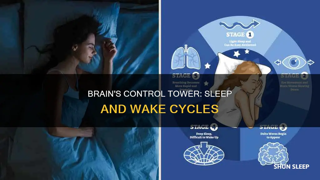 what part of the brain controls sleep and wake