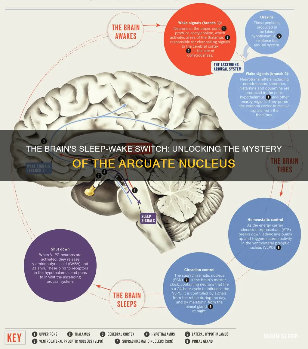 what part of the brain controls sleep wake cycle aras