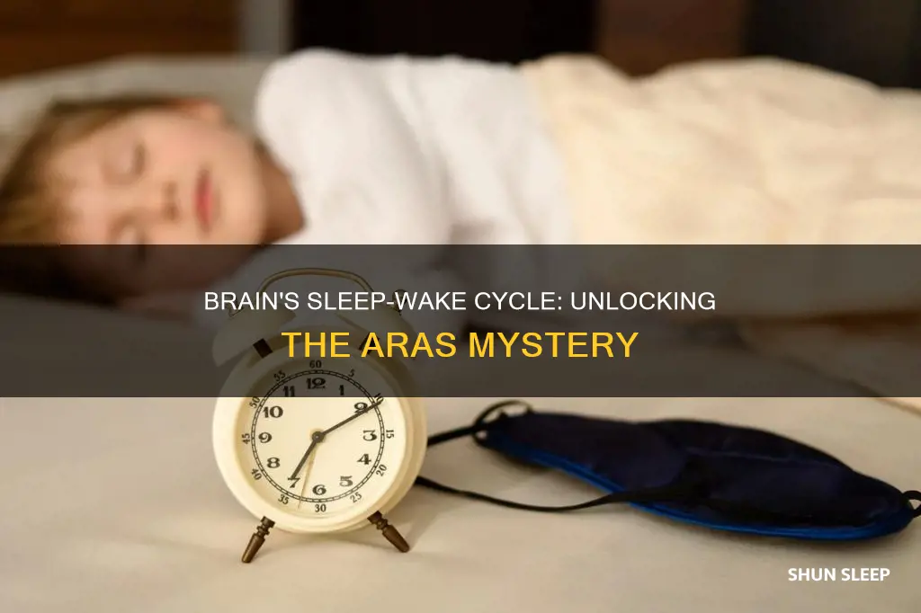 what part of the brain controls sleep wake cycle aras