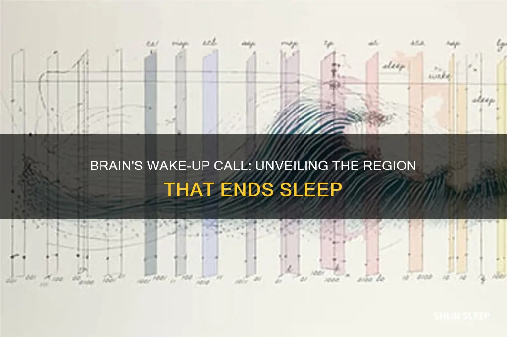what part of the brain helps you awaken from sleep