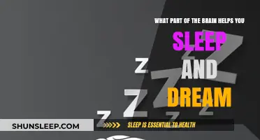 Unveiling the Brain's Sleep and Dream Center: A Scientific Journey