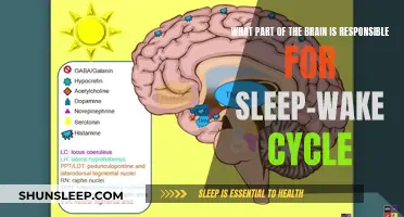 The Sleep-Wake Cycle: Unlocking the Mystery of the Brain's Clock