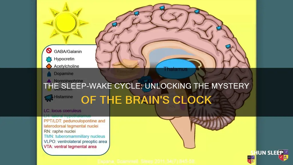 what part of the brain is responsible for sleep-wake cycle