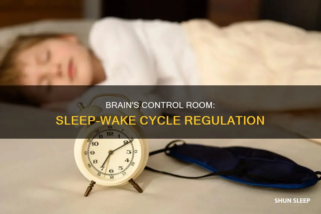 what part of the brain is responsible for sleep-wake cycle
