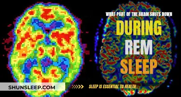 Brain Regions Asleep: REM Sleep's Quiet Revolution