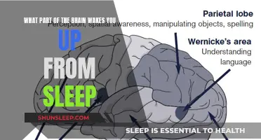 The Brain's Wake-Up Call: Unlocking the Mystery of Sleep's End