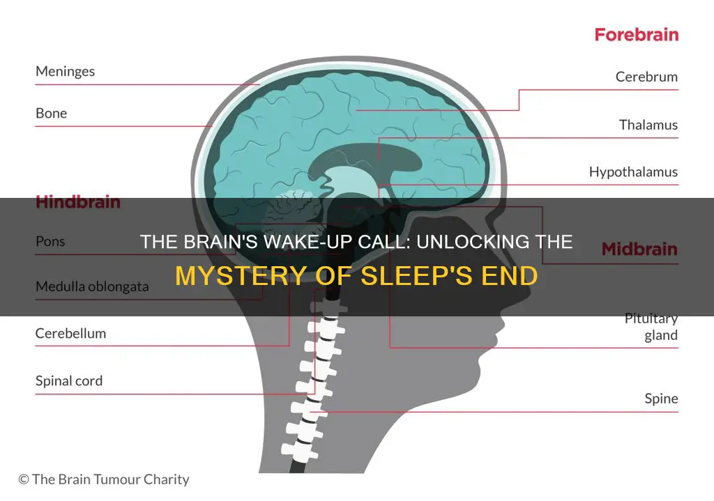 what part of the brain wakes you up from sleep