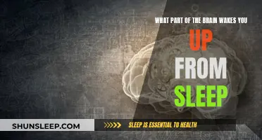 The Brain's Alarm Clock: Waking Up From Sleep
