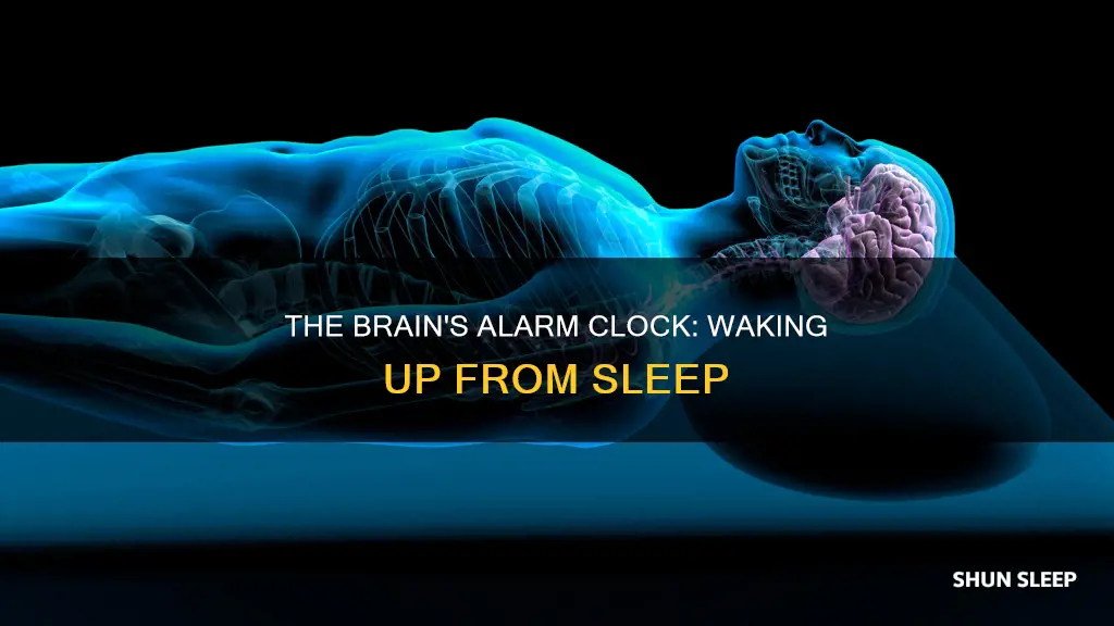 what part of the brain wakes you up from sleep