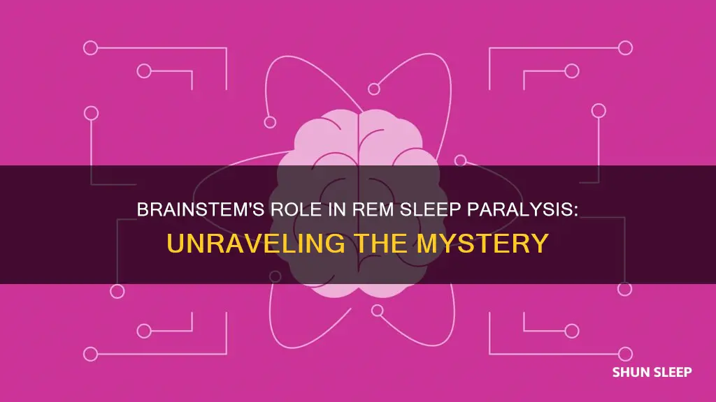 what part of the brainstem paralyzes us during rem sleep