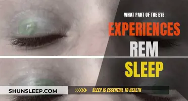 REM Sleep: Which Part of the Eye Moves?