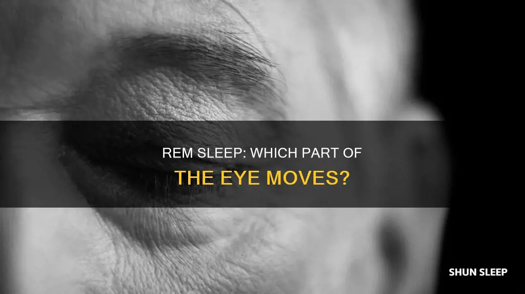 what part of the eye experiences rem sleep