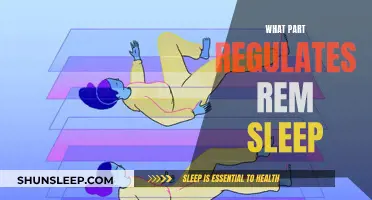 The Brain's Role in Regulating REM Sleep