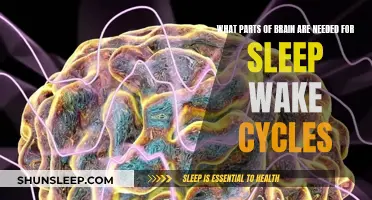 Brain Regions Behind Sleep-Wake Cycles Explained