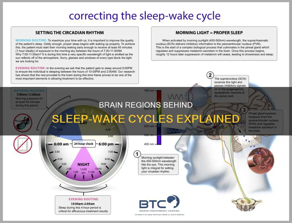 what parts of brain are needed for sleep wake cycles