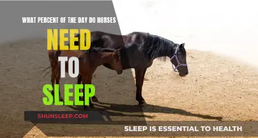 How Much Sleep Do Horses Need?