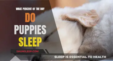 Sleep Patterns of Puppies: How Much Do They Sleep?