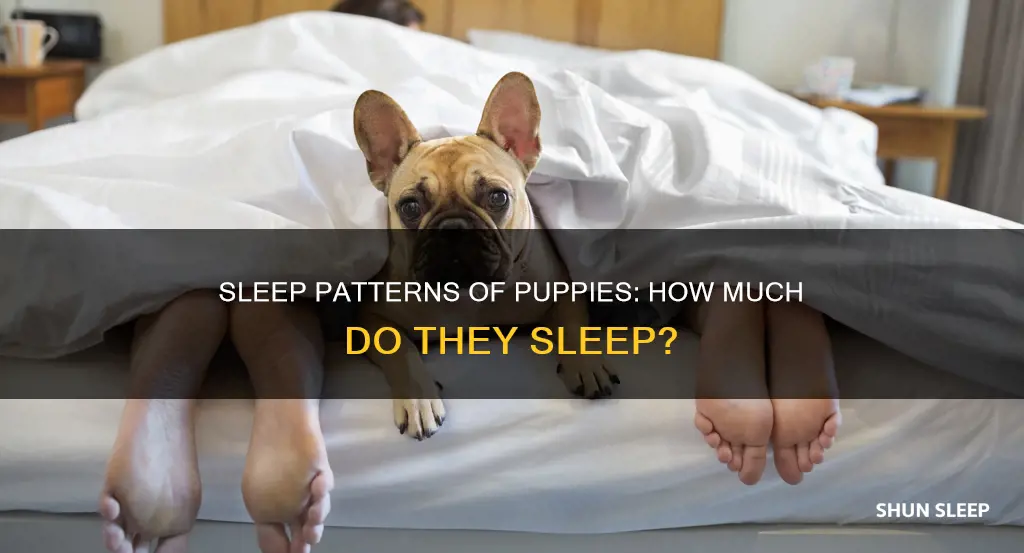 what percent of the day do puppies sleep