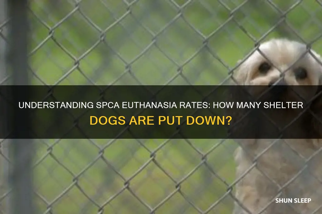 what percentage of spca dogs get put to sleep