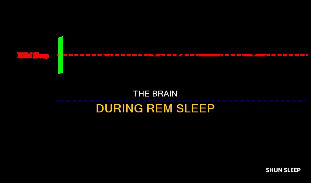 what physioloical events hapen during rem sleep