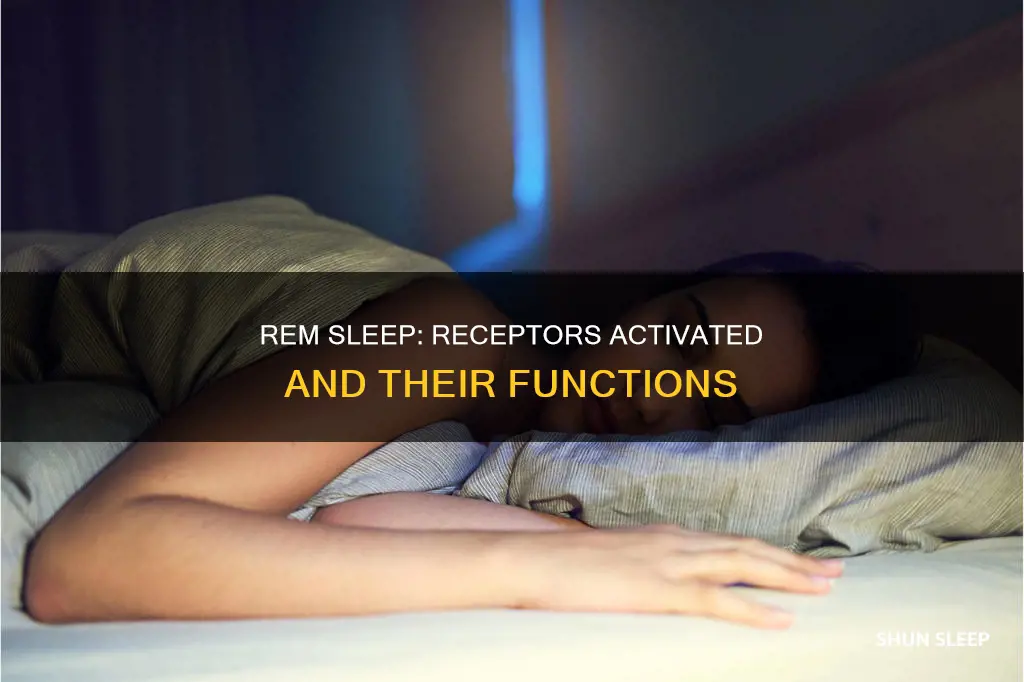 what receptors are activated durig rem sleep