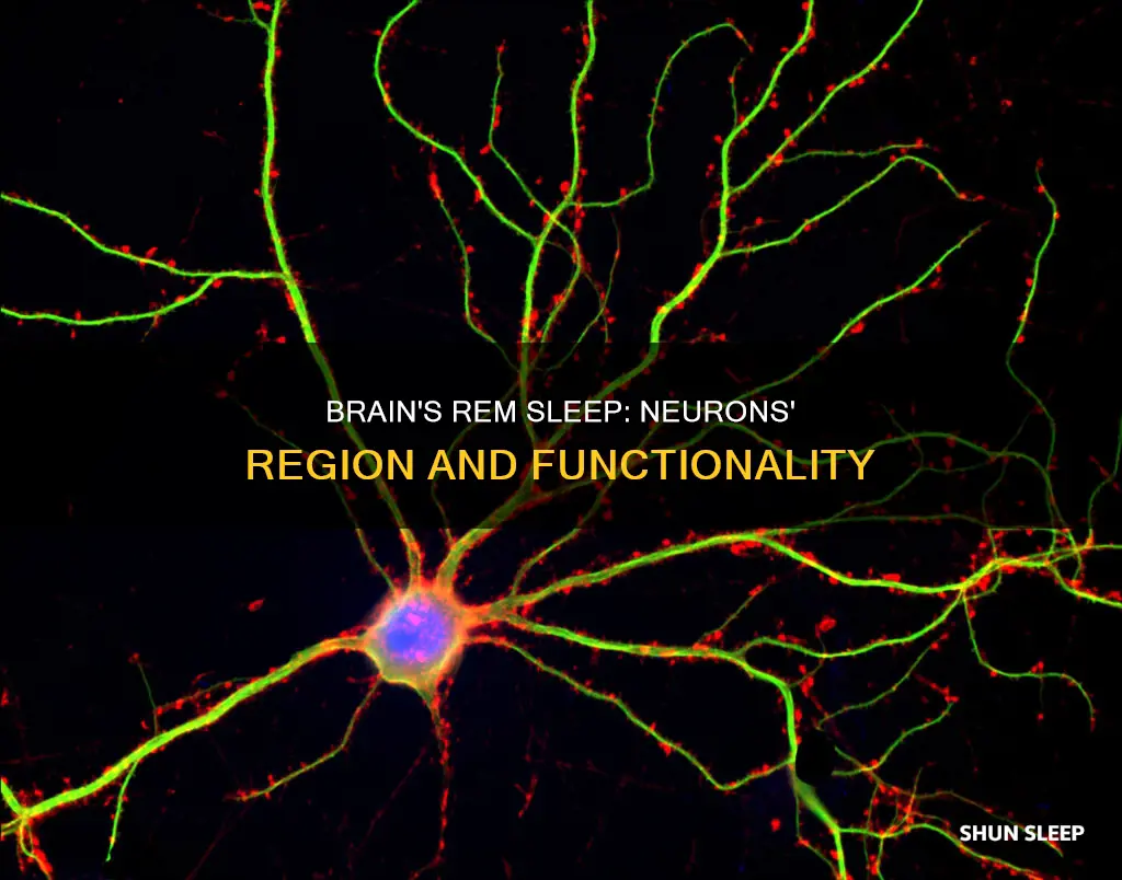 what region of the brain contains rem sleep neurons