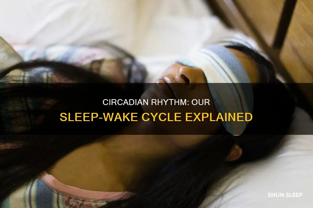 what regulates our sleep wake system