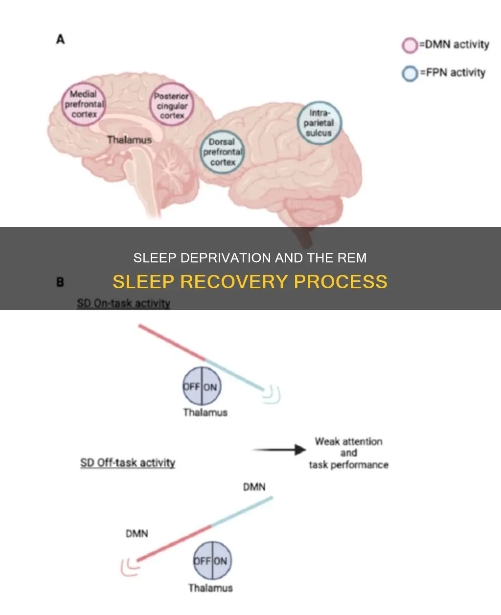 what rem is made up affter sleep deprivation