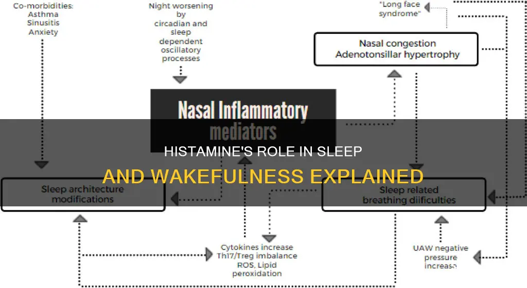 what role does histamine play in sleep and wakfulness