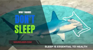 Sharks' Unique Ability: Staying Awake While Asleep