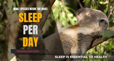 Sleepy Species: Who Needs the Most Slumber?