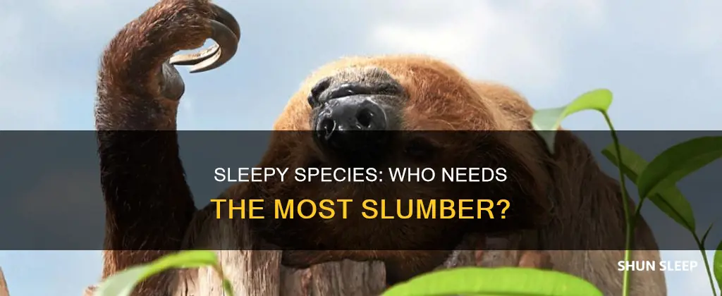 what species needs the most sleep per day