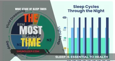 Sleep Stages: Which Phase Takes the Longest?